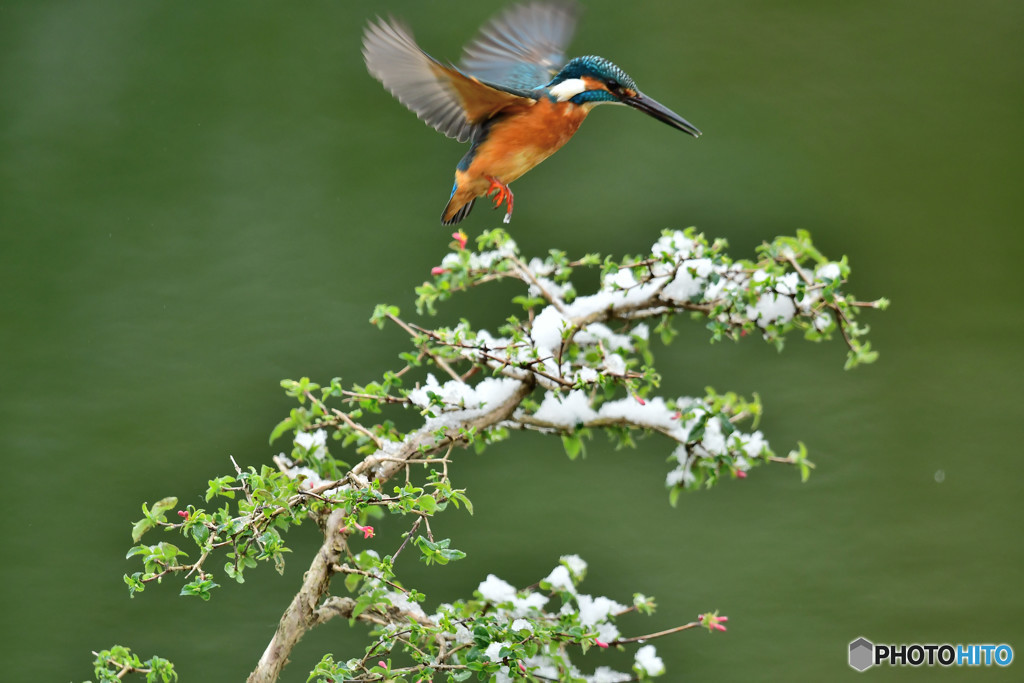 ウグイスカグラとカワセミ