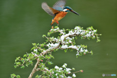 ウグイスカグラとカワセミ