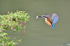 ウグイスカグラとカワセミ