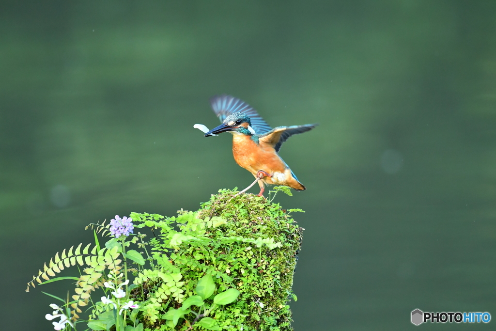 山野草とカワセミ