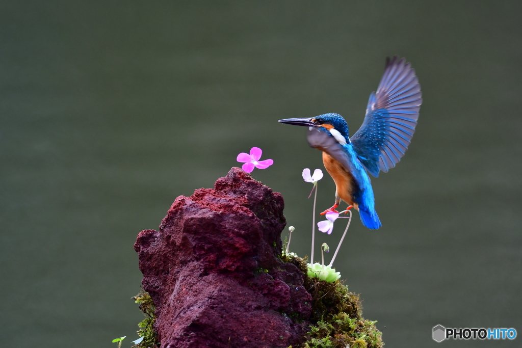 虫取スミレとカワセミ