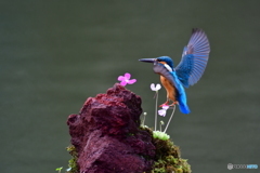 虫取スミレとカワセミ