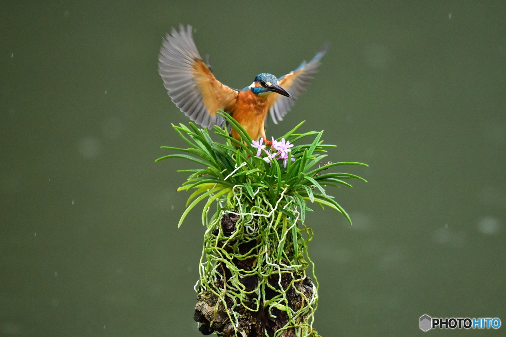 富貴蘭とカワセミ