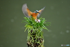 富貴蘭とカワセミ