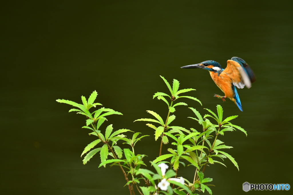 シシンランとカワセミ