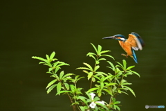 シシンランとカワセミ