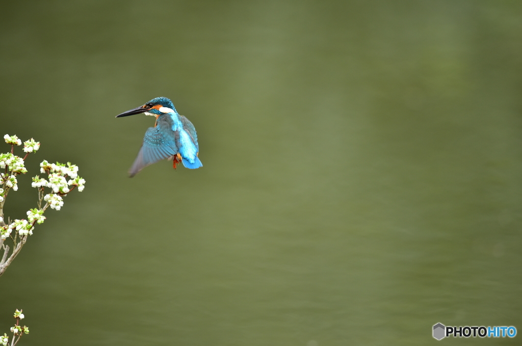 ドウタンツツジとカワセミ