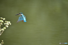 ドウタンツツジとカワセミ