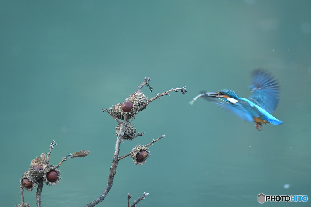 ドングリとカワセミ