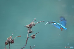 ドングリとカワセミ