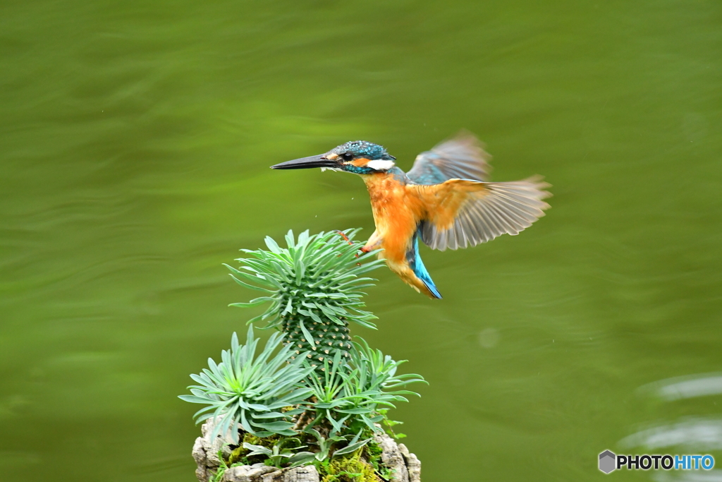 ソテツキリンとカワセミ