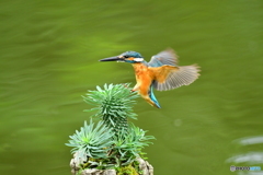 ソテツキリンとカワセミ