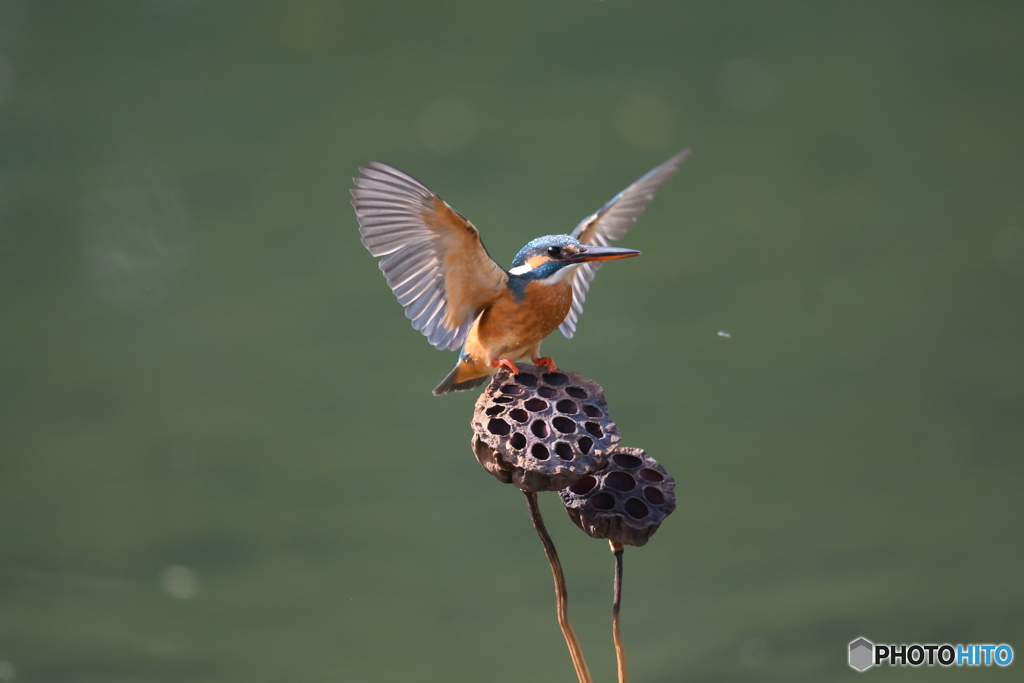 ハスの実とカワセミ