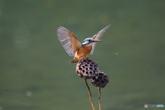 ハスの実とカワセミ