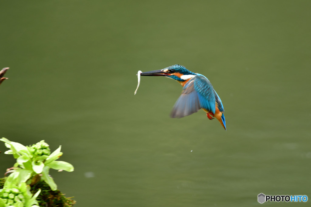 フキの薹とカワセミ