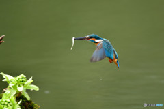 フキの薹とカワセミ