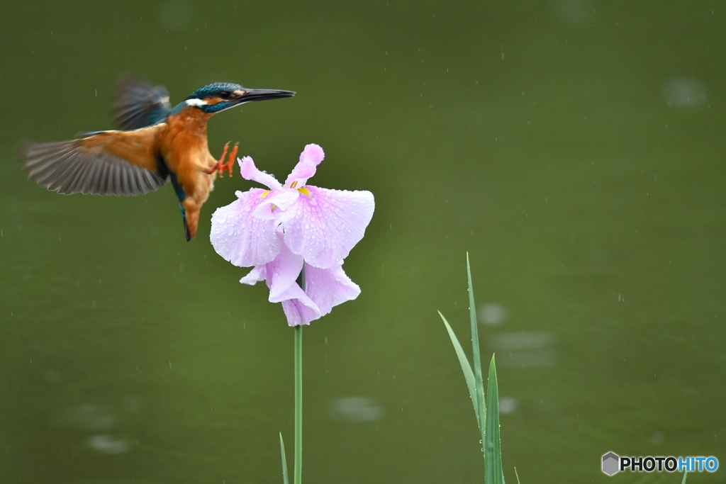 花ショウブとカワセミ