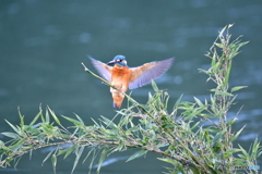竹とカワセミ
