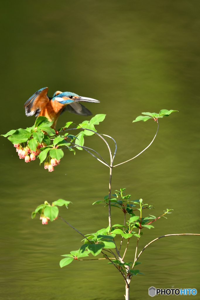 更紗ドウタンツツジとカワセミ