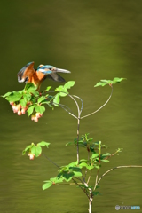 更紗ドウタンツツジとカワセミ