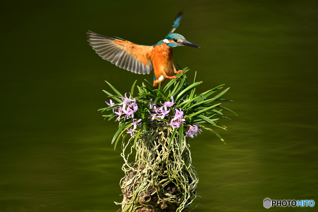 富貴蘭とカワセミ