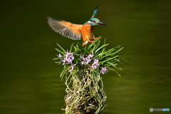 富貴蘭とカワセミ