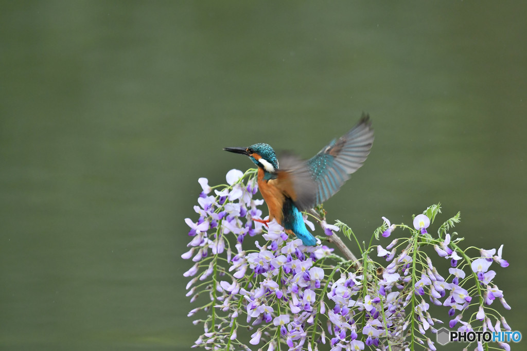フジの花とカワセミ