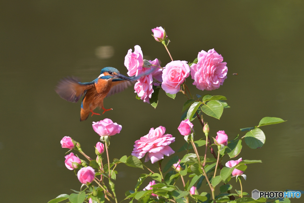 バラとカワセミ