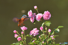 バラとカワセミ