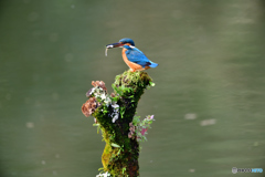 コケとカワセミ