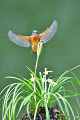 春蘭とカワセミ