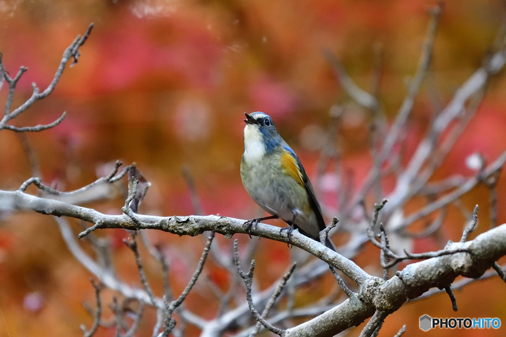 紅葉とルリビタキ