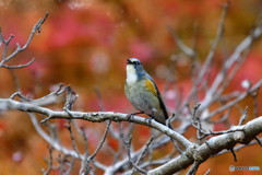 紅葉とルリビタキ