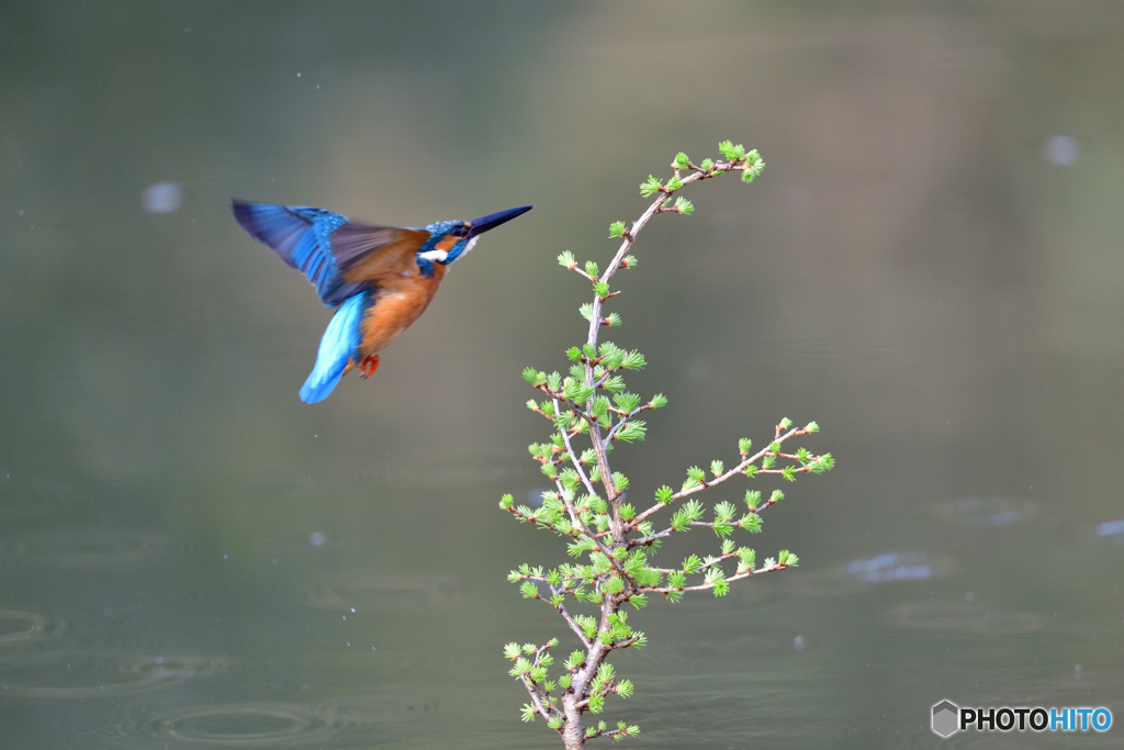 カラマツとカワセミ