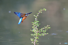 カラマツとカワセミ