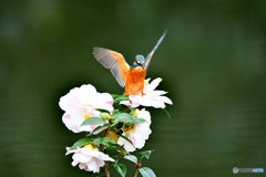 五色ツバキとカワセミ