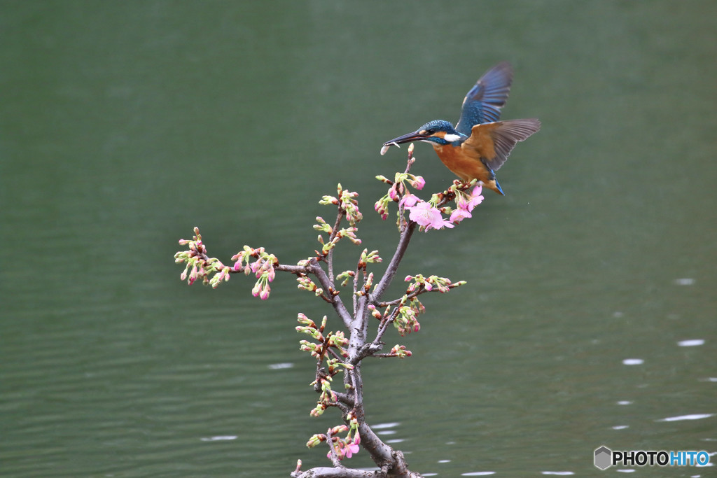 河津桜とカワセミ