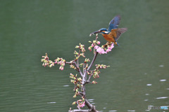 河津桜とカワセミ