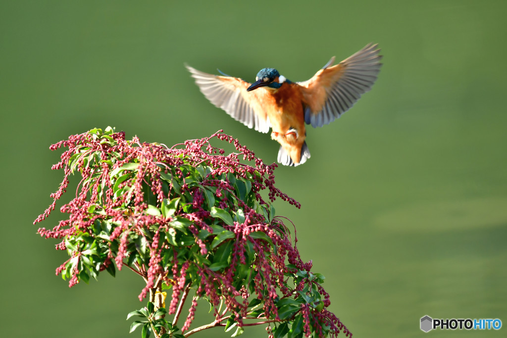 アセビとカワセミ