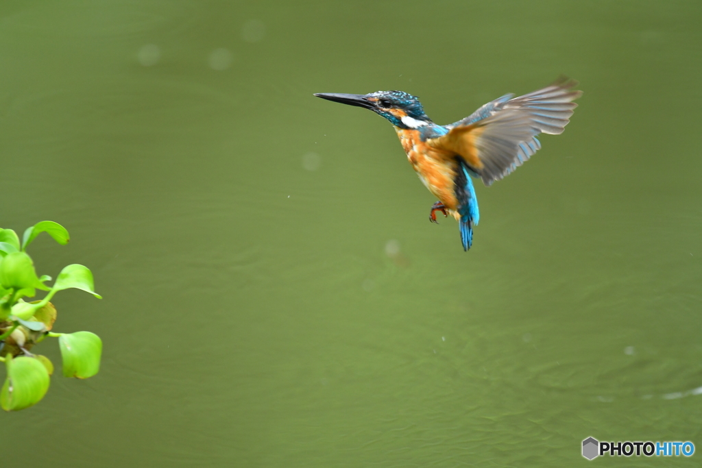 ホテイアオイとカワセミ
