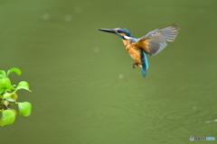 ホテイアオイとカワセミ