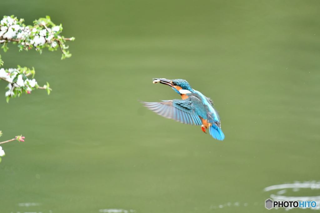 ウグイスカグラとカワセミ