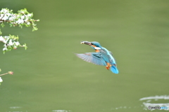 ウグイスカグラとカワセミ