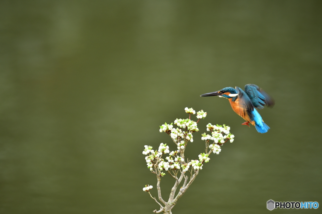 ドウタンツツジとカワセミ