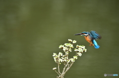 ドウタンツツジとカワセミ