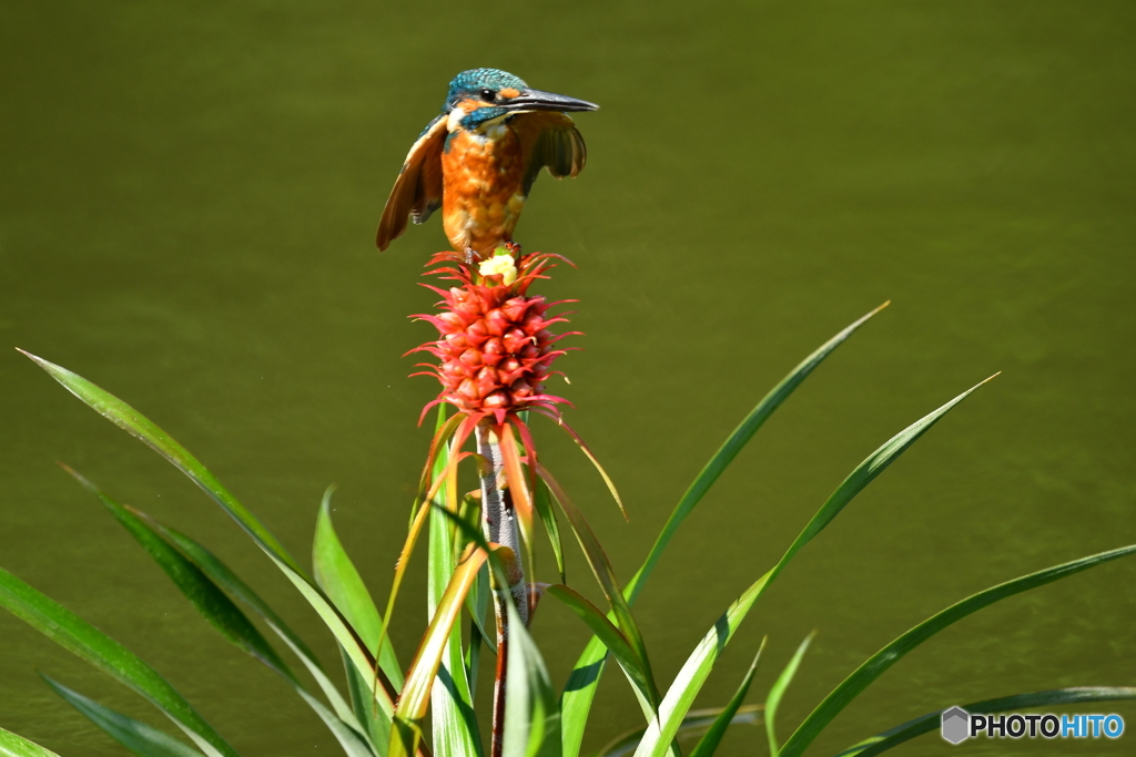 ミニパイナップルとカワセミ