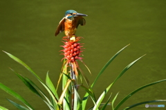 ミニパイナップルとカワセミ