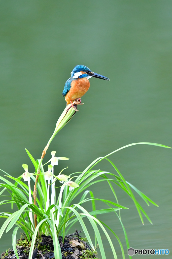 春蘭とカワセミ