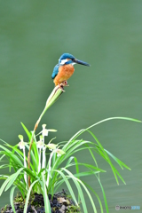 春蘭とカワセミ