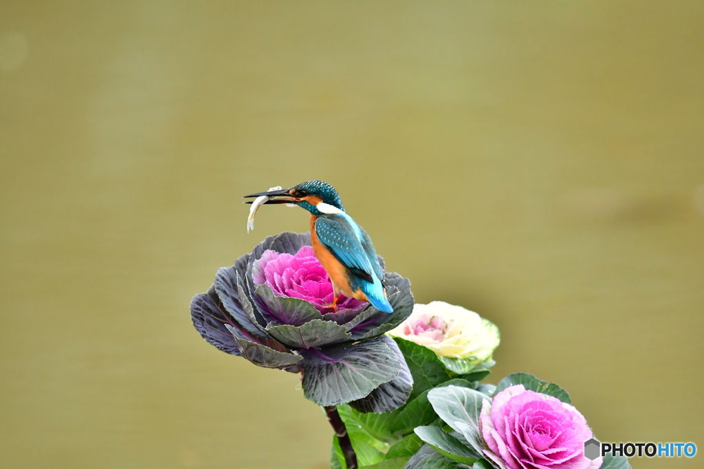 葉ボタンとカワセミ